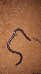 Anilios bicolor