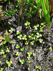 Hydrocotyle hydrophila