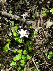 Lobelia carens