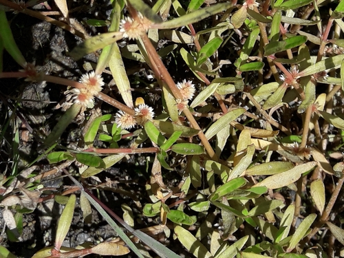Image of Alternanthera nahui by (c) naturewatchwidow, some rights reserved (CC BY)