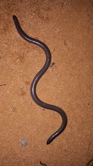 Anilios bicolor