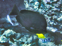 Hemitaurichthys thompsoni