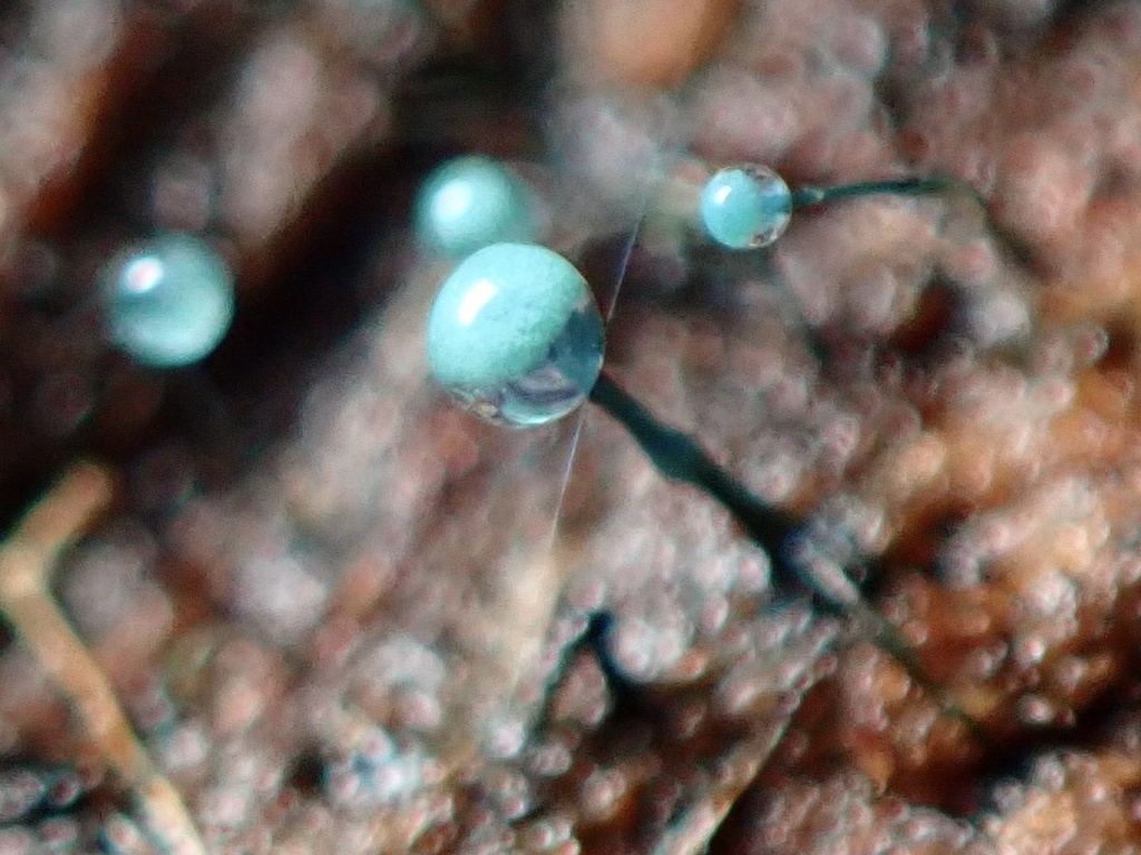 Dendrostilbella