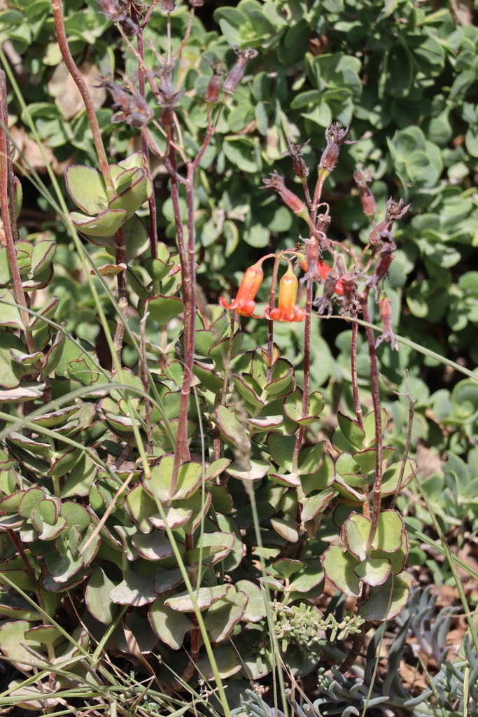 Cotyledon adscendens