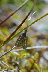 Orocrambus catacaustus