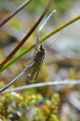 Orocrambus catacaustus