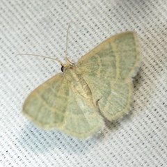 Chlorochlamys appellaria