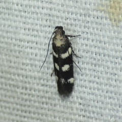 Filatima arizonella