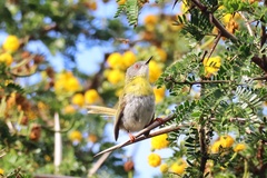 Apalis flavida florisuga