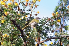 Apalis flavida florisuga