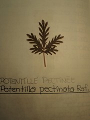 Potentilla litoralis