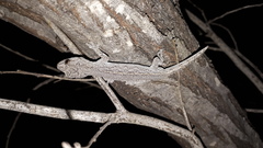Strophurus intermedius