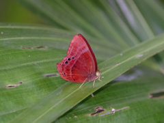 Abisara saturata