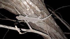 Strophurus intermedius