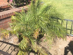 Arecaceae