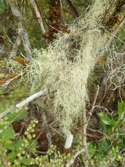 Usnea xanthopoga