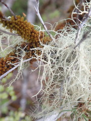 Usnea xanthopoga