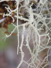 Usnea xanthopoga