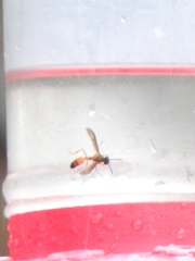 Angiopolybia