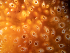 Aplidium benhami