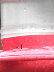 Angiopolybia