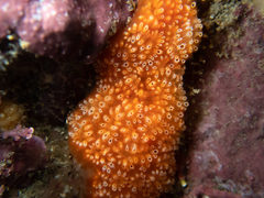 Aplidium benhami