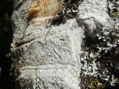 Pertusaria theochroa