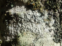 Pertusaria theochroa