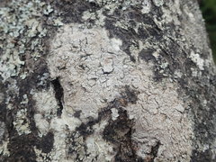 Pertusaria sorodes