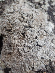 Pertusaria sorodes