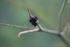 Jalmenus evagoras