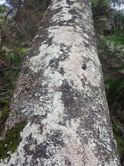 Pertusaria sorodes