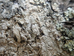 Pertusaria sorodes