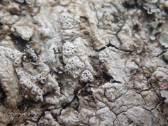 Pertusaria sorodes