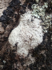 Pertusaria sorodes