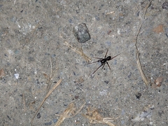 Oedignatha