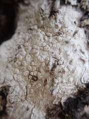 Pertusaria sorodes