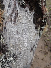 Pertusaria sorodes