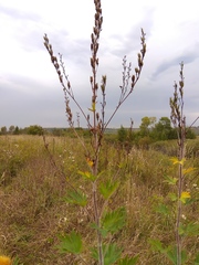 Delphinium retropilosum