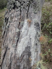 Pertusaria sorodes