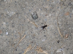 Oedignatha