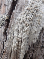 Pertusaria sorodes