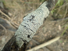 Pertusaria sorodes