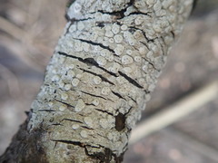 Pertusaria sorodes