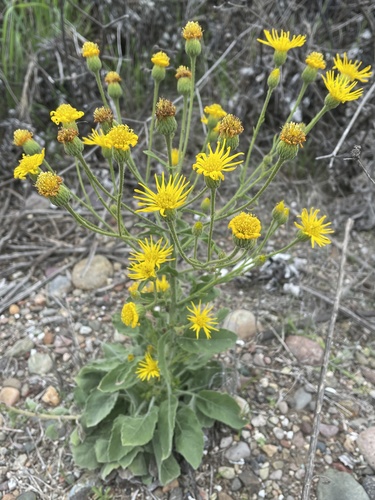Heterotheca grandiflora