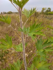 Delphinium retropilosum