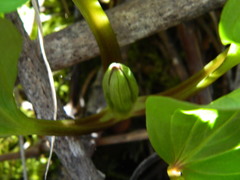 Trillium petiolatum