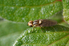 Thaumatomyia notata