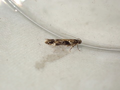 Caryocolum