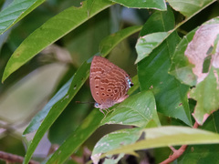 Arhopala athada
